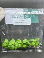 Philodendron el choco red (5 plantlets/bag) Tissue culture