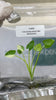 Colocasia milky way Variegated (10 plantlets/bag) Tissue culture