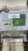 Colocasia milky way Variegated (10 plantlets/bag) Tissue culture