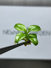 Philodendron el choco red (5 plantlets/bag) Tissue culture
