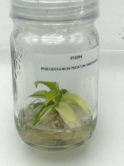 Philodendron Pedatum Variegated (1 plant/bag) Tissue Culture