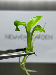 Dieffenbachia green magic (1 plantlet/bag) Tissue culture