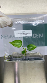 Anthurium paillilaminum Ree gardens (1 plantlet/bag) Tissue culture