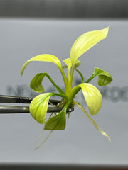 Homalomena rubescens mint (1 plantlet/bag) Tissue Culture