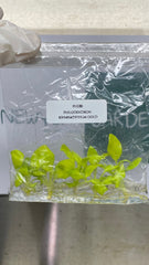 Philodendron bipinnatifidum gold (5 plantlets/bag) Tissue culture