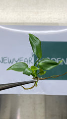 Philodendron mcdowell (5 plantlets/bag) Tissue culture