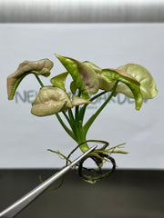 Syngonium milk confetti Variegated (1 plantlet/bag) Tissue culture