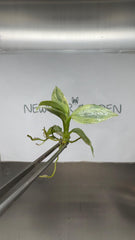 Philodendron silver sword Variegated (1 plantlet/bag) Tissue culture