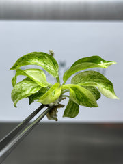 Philodendron giganteum variegated (1 plantlet/bag) Tissue culture