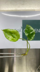 Alocasia Brisma (5 plantlets/bag) Tissue culture