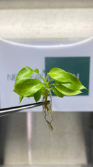 Philodendron Snowdrift (5 plantlets/bag) Tissue culture