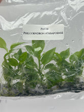 Philodendron atabapoense (5 plantlets/bag) Tissue culture