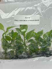 Philodendron atabapoense (5 plantlets/bag) Tissue culture