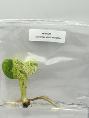 Monstera white monster (1 plant/bag) Tissue Culture