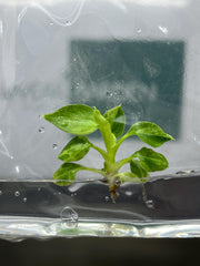 Philodendron verrucosum mint Variegated (1 plantlet/bag) Tissue culture