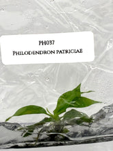 Philodendron patriciae (1 plantlet/bag) Tissue culture