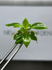 Philodendron Billienium H (Billietiae x Pastazanum) (5 plants/bag) Tissue culture