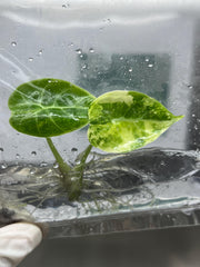 Alocasia Watsoniana Variegated (Pink) (1 plantlet/bag) Tissue culture