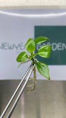 Philodendron luxurians choco (5 plantlets/bag) Tissue culture