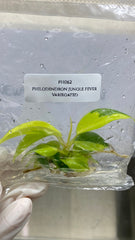Philodendron jungle fever variegated (1 plantlet/bag) Tissue culture