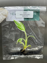 Musa Florida Serec Variegated (1 plantlet/bag) Tissue culture