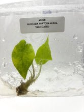 Alocasia Portora Aurea Variegated (1 plantlet/bag) Tissue culture