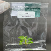 Philodendron verrucosum mint Variegated (1 plantlet/bag) Tissue culture