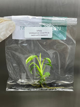 Epipremnum Giganteum Variegated (Marble) (1 plantlet/bag) Tissue culture