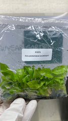 Philodendron Snowdrift (5 plantlets/bag) Tissue culture