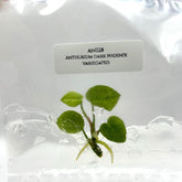 Anthurium dark phoenix variegated (1 plantlet/bag) Tissue culture