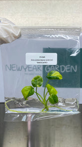 Philodendron goeldii variegated (1 plantlet/bag) Tissue culture