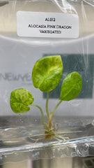 Alocasia Pink Dragon Variegated (1 plantlet/bag) Tissue culture