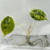 Alocasia Azlanii Aurea Variegated (1 plantlet/bag) Tissue culture