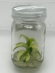 Philodendron Pedatum Variegated (1 plant/bag) Tissue Culture