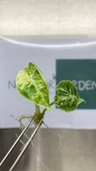 Alocasia Watsoniana Variegated (Pink) (1 plantlet/bag) Tissue culture