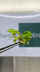 Philodendron micans Variegated (1 plantlet/bag) Tissue culture