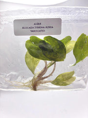 Alocasia Zebrina Aurea Variegated (1 plantlet/bag) Tissue culture