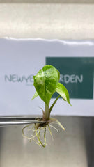 Alocasia Pink Dragon Albo Variegated (1 plantlet/bag) Tissue culture