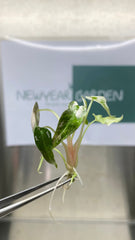 Alocasia bambino Variegated (1 plantlet/bag) Tissue culture