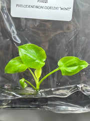 Philodendron goeldii "mint" (1 plantlet/bag) Tissue culture