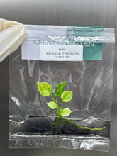Anthurium Vittarifolium Variegated (1 plantlet/bag) Tissue culture