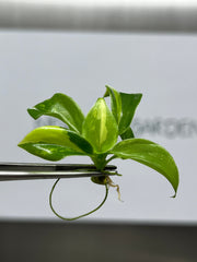 Philodendron Burle Marx Variegated (1 plantlet/bag) Tissue culture