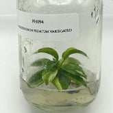 Philodendron Pedatum Variegated (1 plant/bag) Tissue Culture