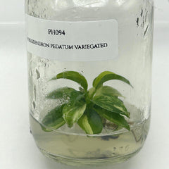 Philodendron Pedatum Variegated (1 plant/bag) Tissue Culture
