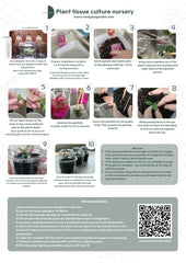 Philodendron Pedatum Variegated (1 plant/bag) Tissue Culture