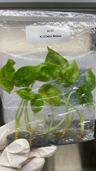 Alocasia Brisma (5 plantlets/bag) Tissue culture
