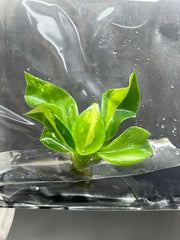 Philodendron Burle Marx Variegated (1 plantlet/bag) Tissue culture
