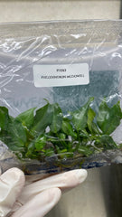Philodendron mcdowell (5 plantlets/bag) Tissue culture
