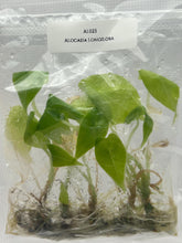 Alocasia Longiloba (5 plantlets/bag) Tissue culture