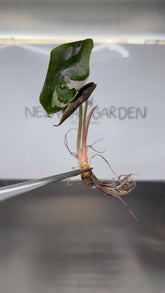 Alocasia Chantrieri Variegated (1 plantlet/bag) Tissue culture